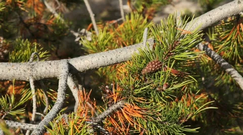 Pine Tree Turning Colors during Autumn Stock Footage 526849