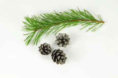 Pine tree twig and cones Stock Photos