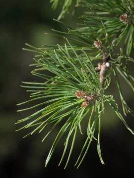 Pine tree twig with buds Stock Photos