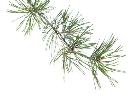 Pine tree twig with buds Stock Photos