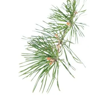 Pine tree twig with buds Stock Photos
