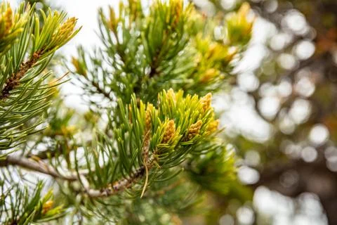Pine tree twig closeup full background. Grand canyon national park, USA Stock Photos