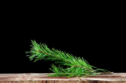 Pine tree twig decoration Stock Photos