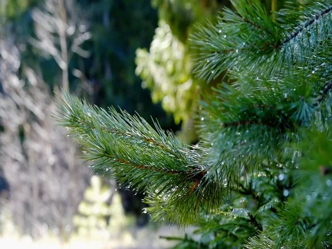 Pine tree twig in forest Stock Footage