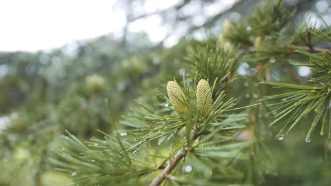 Pine tree twig with green cones. Rain drops hang on needle tips. Close up shot Stock Footage 99003695