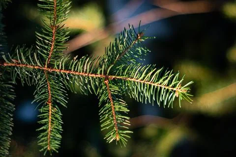 Pine tree twig with green needles shot in the forest daytime sunlight shallow Fotos de archivo
