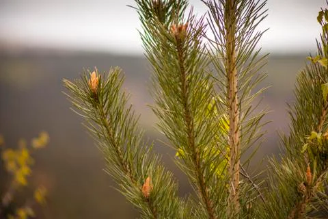 Pine Tree Twigs Stock Photos