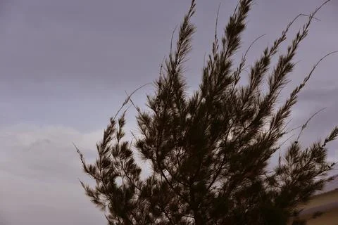 Pine tree with twilight sky background Stock Photos