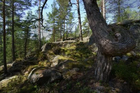 Pine tree with twisted trunk in a forest in Finland Foto stock