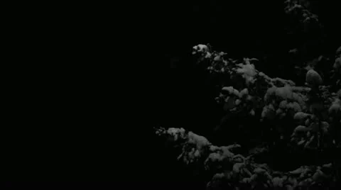 Pine Tree Under Snow 001 스톡 동영상 12762292