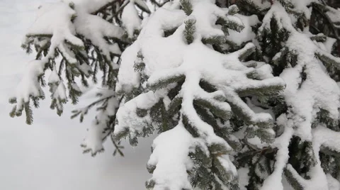 Pine tree under snow  Stockbeeldmateriaal 1002861