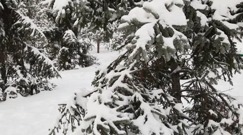 Pine tree under snow  Vídeo Stock 1002901