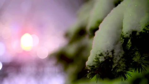Pine tree under the snow at night. Against the background of blurred bright.. Video stock 321611943