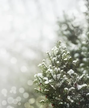Pine tree under snow Fotos Stock