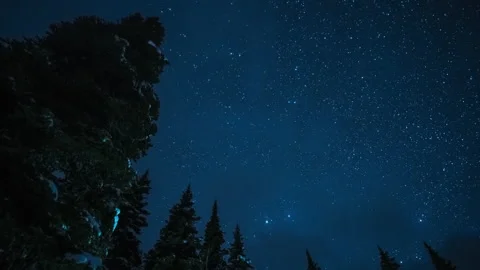 Pine Tree under stars clouds track and rotate looking up Stock Footage 167048664
