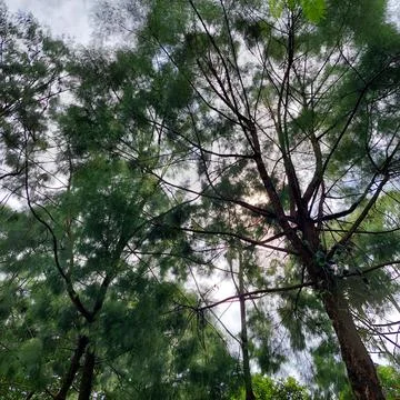 Pine tree with unique leaves Stock Photos