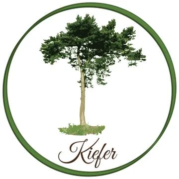 Pine tree as vector drawn conifer evergreen Illustrazione stock