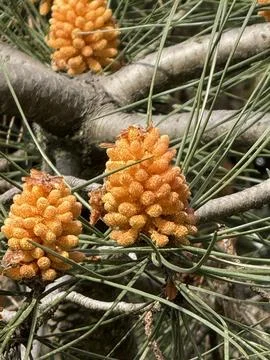 Pine tree with vibrant orange pollen cones among green needles in a natural.. Stock Photos