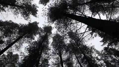 Pine Tree video Stock Footage 212490275