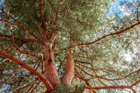 Pine tree view from below into the sky. Bottom View Wide Angle Background Stock Photos