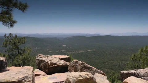 Pine Tree View Video stock 24811703