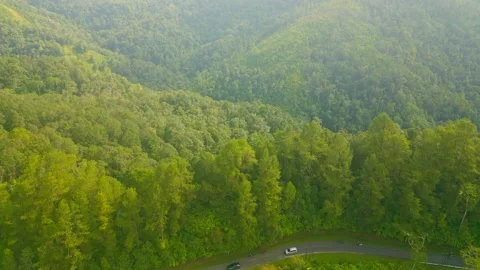 Pine Tree View Video stock 239508476