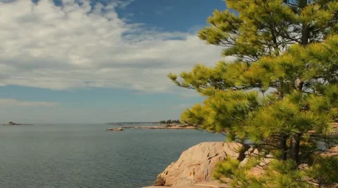 Pine tree with view of Georgian Bay Stock Footage 12368487