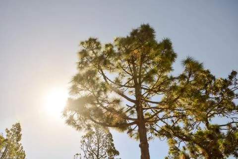 Pine Tree View Stock Photos