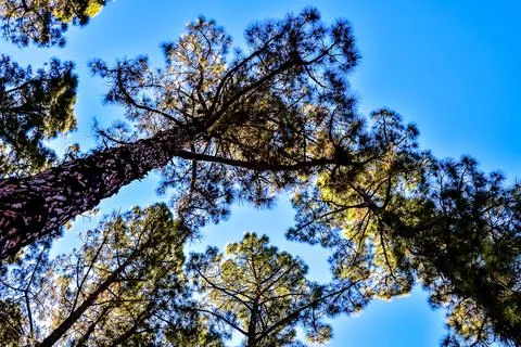 Pine Tree View Stock Photos