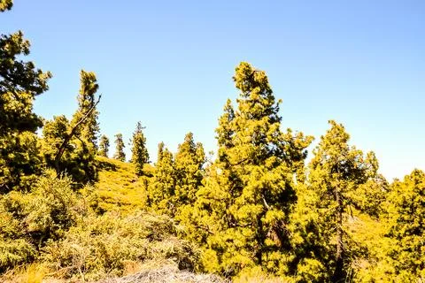 Pine Tree View Foto stock