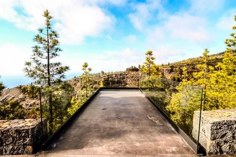 Pine Tree View Stock Photos