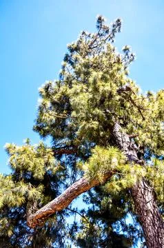 Pine Tree View Fotos Stock