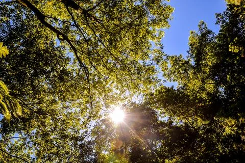 Pine Tree View Stock Photos