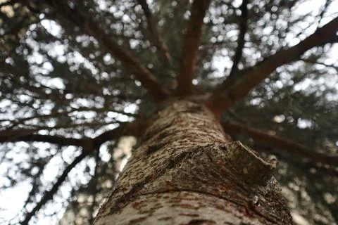 Pine tree view from underneath. Tree body, branch and leaves. Stock Photos