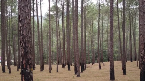 Pine tree view in uttrakhand , 4k video Stock Footage 168954559