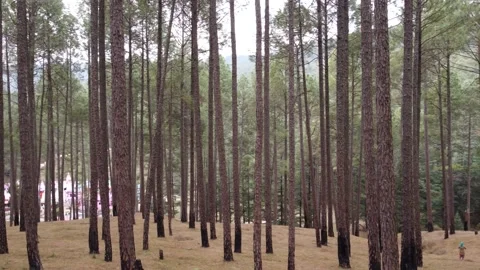 Pine tree view in uttrakhand , 4k video Stock Footage 168958504