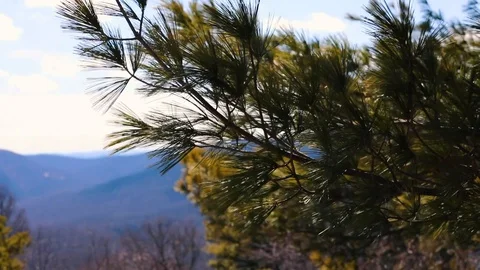 Pine tree views on the top of a mountain Video stock 129980936