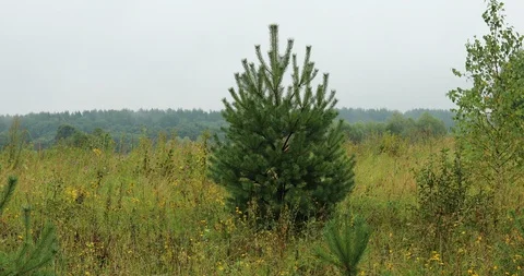 Pine tree in warm summer Stock Footage 87168461
