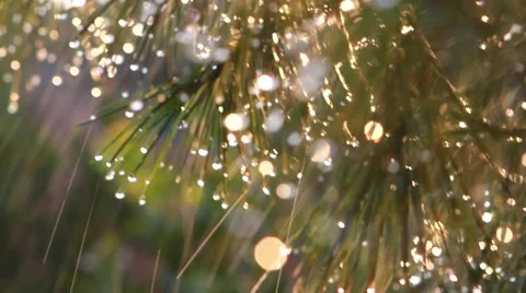 Pine tree water and sun light Stock-Footage 42061804