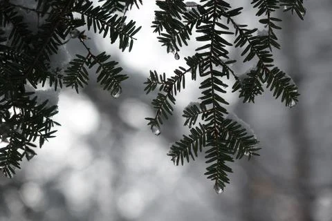 Pine Tree with Water Droplets Stock Photos