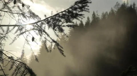 Pine Tree, Water Myst and Treeline in silhouette Stock Footage 45773695