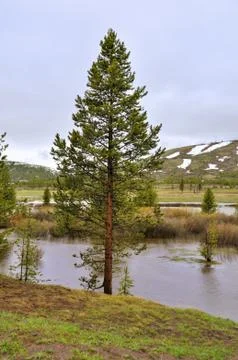 Pine tree by the water Stock Photos