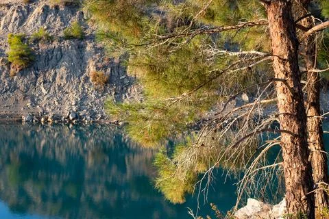 Pine tree by the water Fotos de archivo