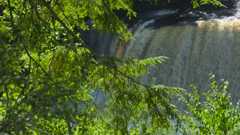 Pine Tree with waterfall in Background Stock Footage 166117591
