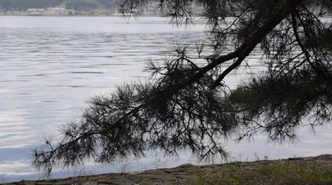 Pine Tree at Waterline in Amanohashidate Stock Footage 32357308