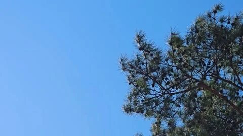 Pine tree is waving on the blue sky Stock Footage 325298805
