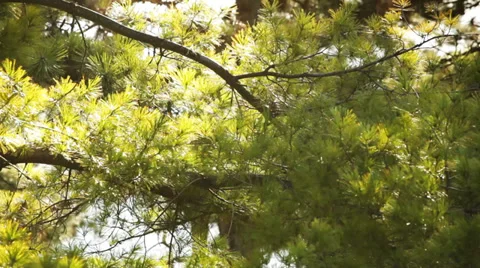 Pine tree waving on light wind Stock Footage 35821941