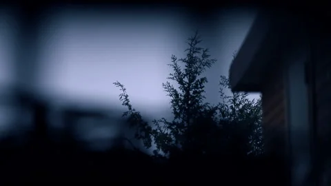 Pine tree waving in the storm seen through a window Stock Footage 148383820