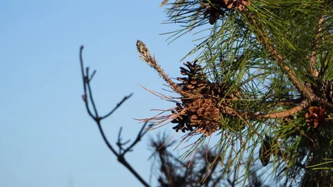 Pine tree is waving with the wind Vídeos de archivo 152991354