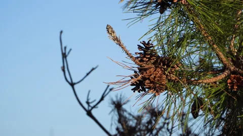 Pine tree is waving with the wind Stock-Footage 152991585